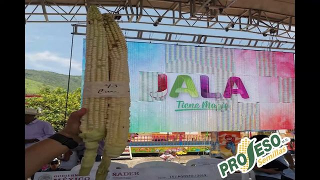 Semillas Proseso Presenta su capsula del día: El maíz mas Grande del mundo смотреть онлайн