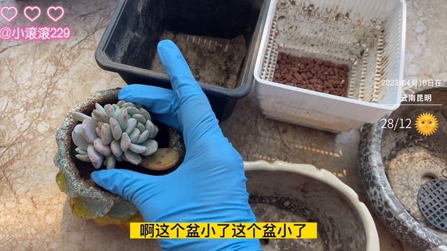 白月影居然在昨天的视频中脱颖而出，叶插半年的橙梦露缀化移盆了 смотреть онлайн