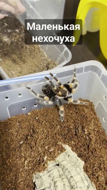 Brachypelma smithi не хочет переезжать #животные #природа #паук #spider #tarantula #shorts смотреть онлайн