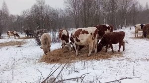 Раздача сена