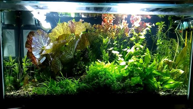 Akvarium Baku 9 смотреть онлайн