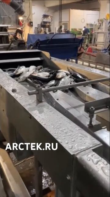 Подача рыбы на конвейер при помощи Baader 482