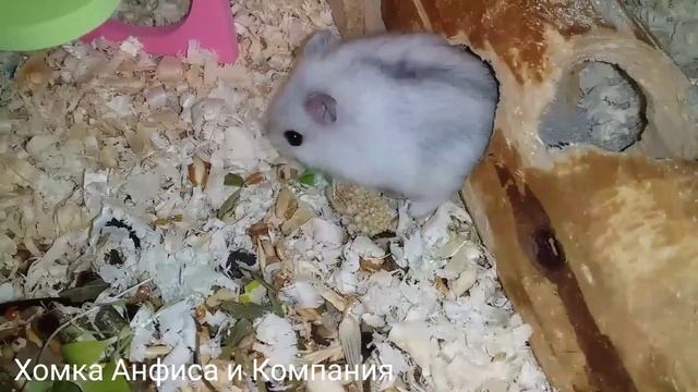 Наша милая хомка Милашка