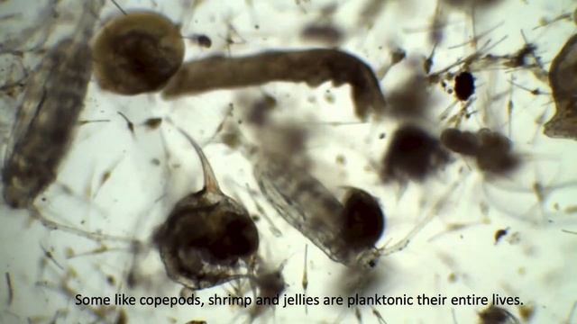 What are Zooplankton? смотреть онлайн