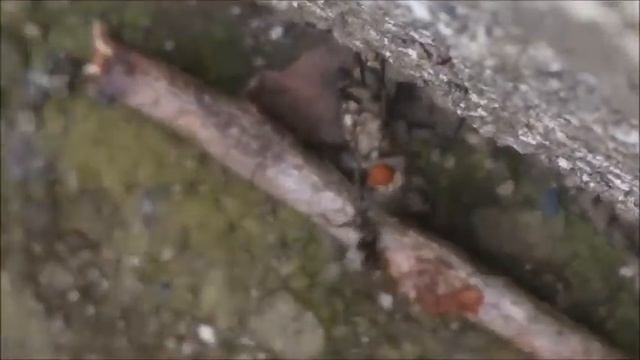 Formacia Lemani and flesh fly