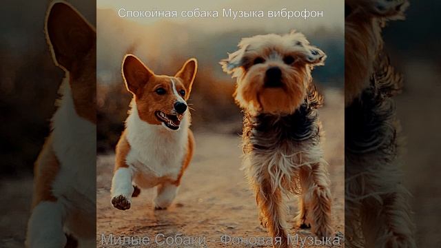 Мечты (Собаки) смотреть онлайн