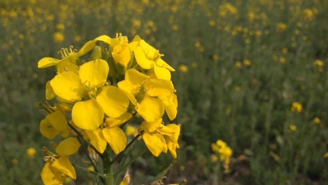 Mi 4A full Depth camera photo collection amazing and incredble performace at lowest pricejoki park