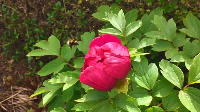 TETRIX Ecology - SloMo Garden Bumblebee (Bombus Hortorum), Kelvindale (Glasgow) смотреть онлайн