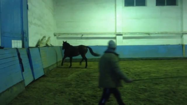 Лонда http://kupitloshad.by/ смотреть онлайн