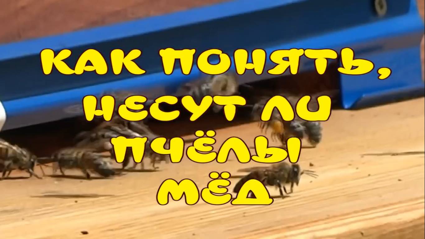 КАК ПОНЯТЬ, НЕСУТ ЛИ ПЧЁЛЫ МЁД смотреть онлайн