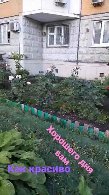 борисовские пруды двор с цветами смотреть онлайн