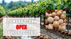 Фундук Ломбардский | Бизнес сорт | саженцы фундука Россия | City Gardens