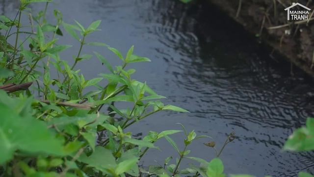 FULL VIDEO: Orange Harvest Tomato Banana Chayote Sweet PotatoBamboo ShootSugar Cane Gardenin