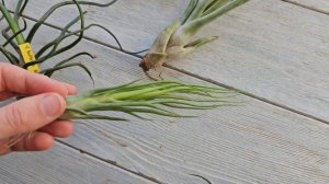 Тилландсия бульбоза и ее гибриды