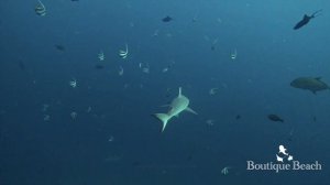 25.01.24 Whale Shark Diving - Dives at Kudarah Thila, Kudadoo Drop-off & Lux Dhigurah Beyru Maldive