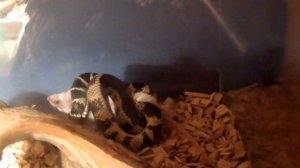 MY LAMPROPELTIS CALIFORNIAE penelophe