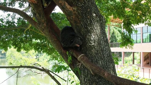 Stock Footage Binturong, Bearcat, Arctictis binturong