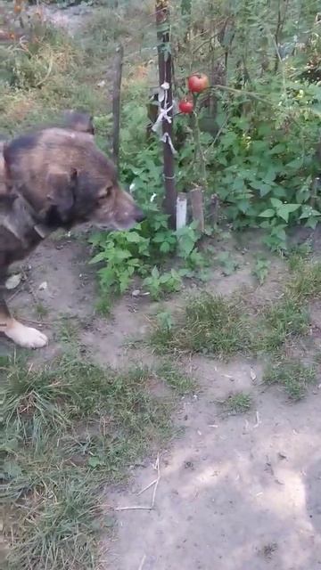 Грозный пес Цезарь не стал дожидаться окончания обеда у котов и решил сам покушать! смотреть онлайн