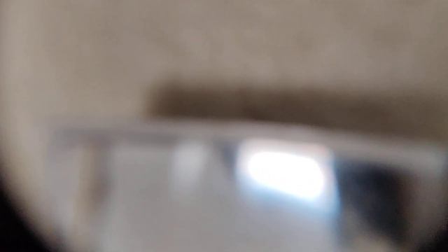 Polygynous Camponotus nearcticus смотреть онлайн