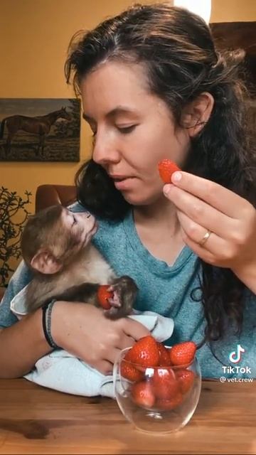 обезьянка #Shorts смотреть онлайн