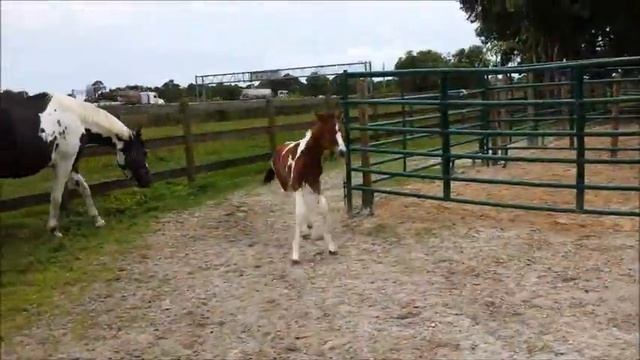 Kissa Lucky Lady THF смотреть онлайн