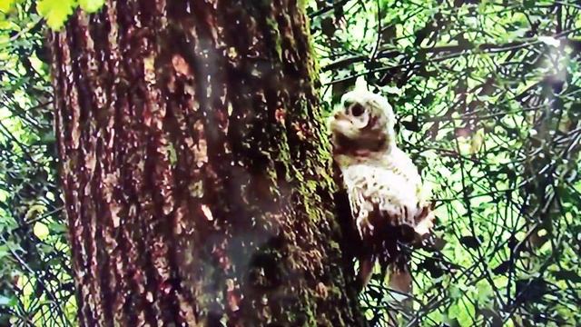 Совенок убегает от рысенка . Видео смотреть онлайн