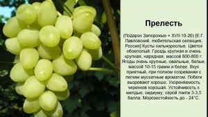 Ранние сорта винограда