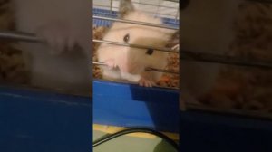 видео про сирийских хомяков