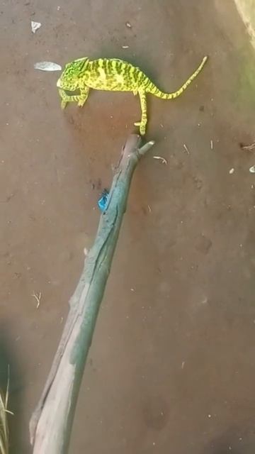 Kafer animal shorts animals animal