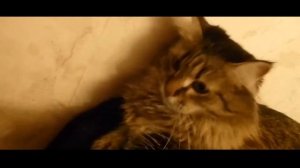 Лап тап ти ба ду дай