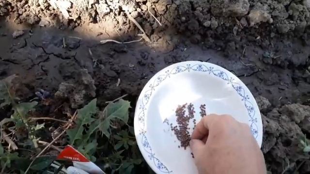 #дача я посадил #редька #клык #слона погода +38 08 2023 смотреть онлайн