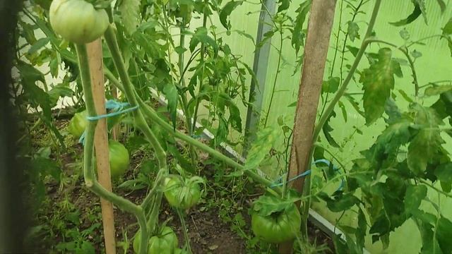 А что там в парнике? смотреть онлайн