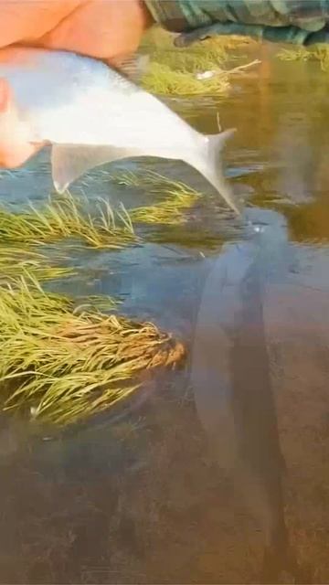 Чехонь #short #shorts смотреть онлайн