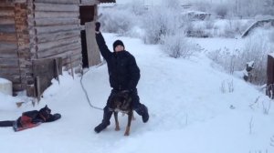 Парень жжет смотреть до конца!!! Укротитель собак!!!))🌚