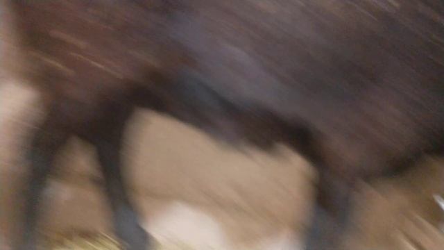 Гиссар тұсақ төлдеді.Гиссарский овцы ягнята
