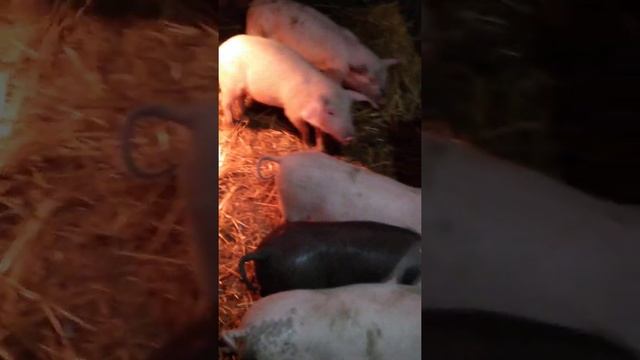 поросятам 1 месяц и 3 недели смотреть онлайн