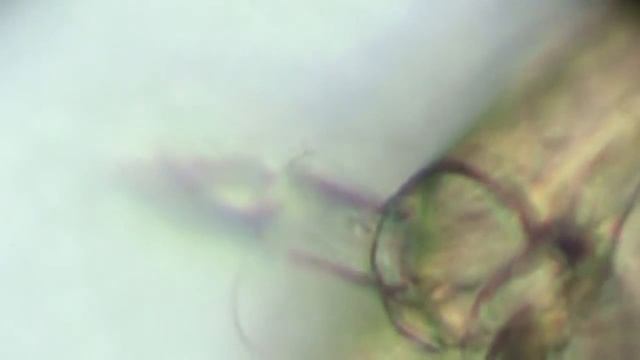 Acamptocladius larva смотреть онлайн