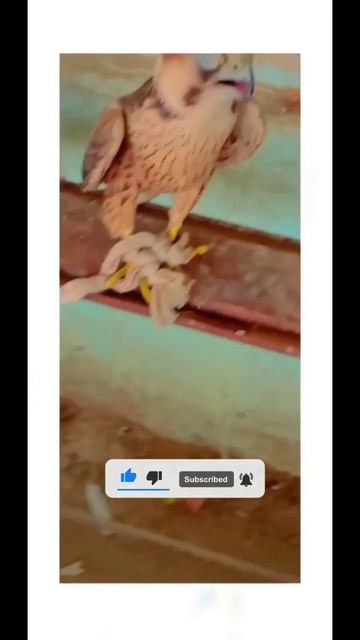 بہت خطرناک شاہین||New trip shaheen falcon peregrine #youtubeshorts #viral #eagle #falcon смотреть онлайн