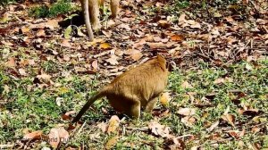 OMG! APRIL MONKEY GOT A BIG DANGEROUS BY MAC KING MONKEY ATTACK AND BITE SERIOUSLY OH SO HURT CRY.