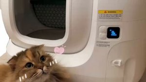 2025年02月23日 おひさしばんわ(Lv347104371) のあ  001