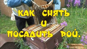 КАК СНЯТЬ И ПОСАДИТЬ РОЙ В УЛЕЙ.  ТРИ РОЯ В РАЗ