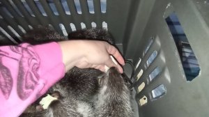 Новый снежный день и маленькие НУТРЯТА. 17.02.25.