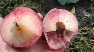 Персик Фреш Вайт. Peach Fresh White. Смачний, білом'ясий сорт