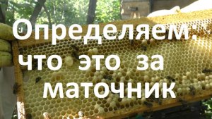 По строительной рамке определил какой это маточник
