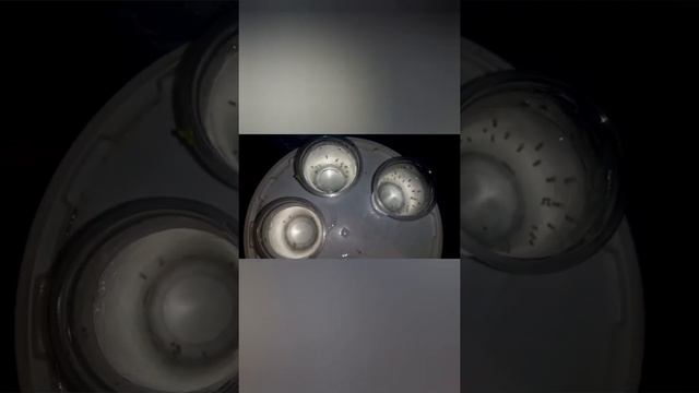 нерест каридорос панда смотреть онлайн