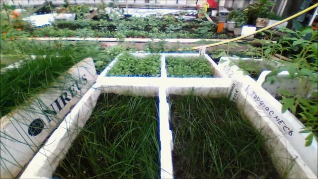 Исследования в теплице | Studies in greenhouse смотреть онлайн