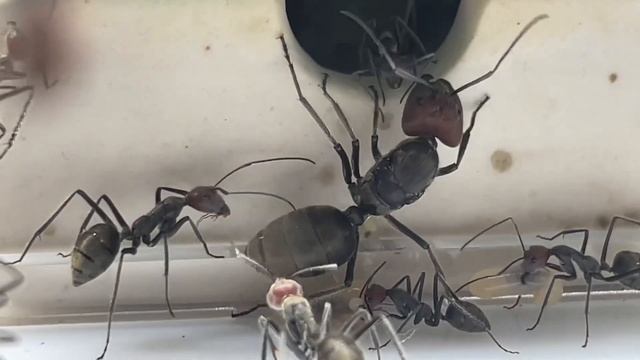 Camponotus singularis смотреть онлайн