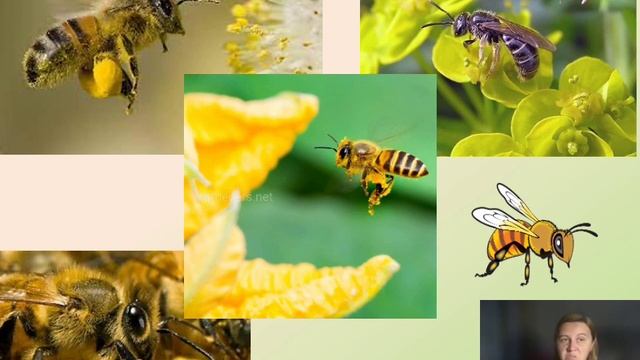 Бджілка трудівниця смотреть онлайн