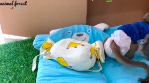 Обезьянка Малышка Люська озорничает в Бассейне со щенком и утенком Интересная реакция обезьянки Люс