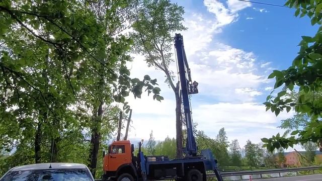 Вырубка деревьев. Спилили тополя Низино 31.05.2022